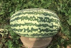 网红大瓜排行,热门事件盘点与幕后真相